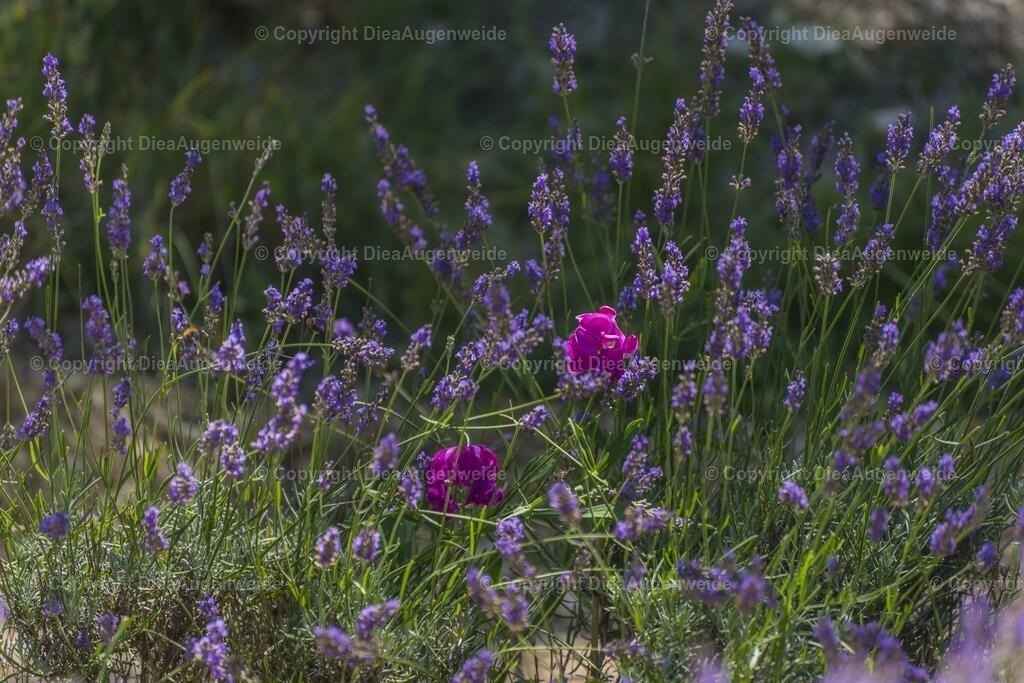 Lavendel 4 | DieAugenweide Galerie, Bilder von Fotograf Ralf-Udo Thiele. Auswählen und bestellen auf verschiedenen Materialien und Größen. - Realisiert mit Pictrs.com
