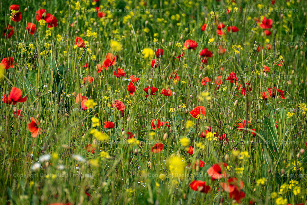 P1410158 | beatekidd-fotografie - Realisiert mit Pictrs.com