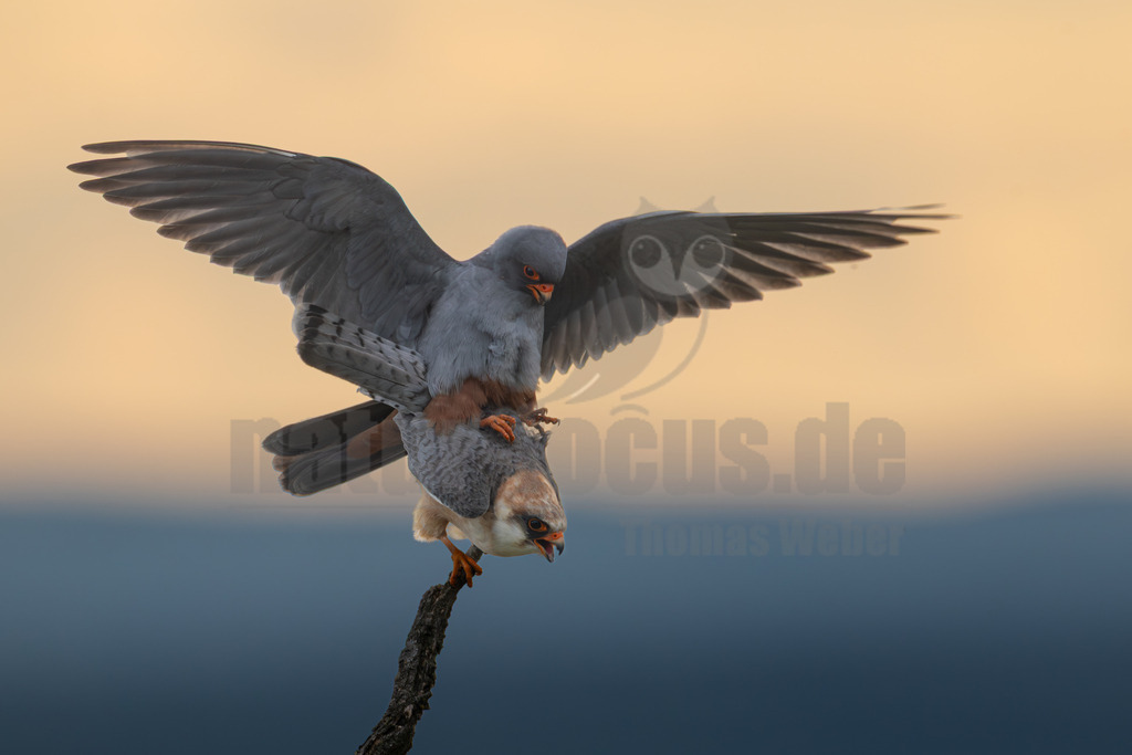 R5M28920_20260517 | Ein männlicher Rotfußfalke (Falco vespertinus) paart sich mit einem weiblichen Rotfußfalken auf einem kahlen Ast. Der männliche Falke ist oben, seine Flügel sind weit ausgebreitet, und er hat ein graues Gefieder mit rostbraunem Bauch. Das Weibchen ist unten, mit hellgrauem und beigefarbenem Gefieder. Der Hintergrund zeigt einen sanften Übergang von einem warmen Orange-Gelb am oberen Rand zu einem kühlen Grau-Blau am unteren Horizont, was auf Sonnenaufgang oder Sonnenuntergang hindeutet. - Realisiert mit Pictrs.com