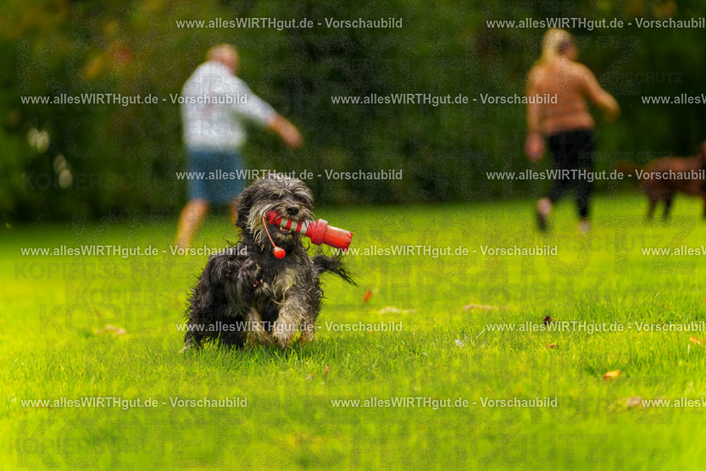 Hundeschwimmen_Grefrath_2026-allesWIRTHgut_Tierfotografie-11_01-7R503010 | Professionelle Tierfotografie in Mönchengladbach von Daniel Wirth (allesWIRTHgut). Liebevolle & natürliche Bilder von Hunden & Katzen für unvergessliche Erinnerungen.