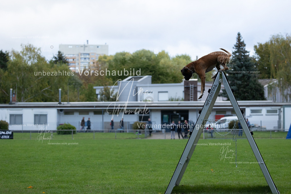 _16A4699 | Einzigartige Fotos von Hunden & Menschen –Actionfotos, Portraits, Vereinsaufnahmen & Paarshootings – authentisch, lebendig & mit Herz.
