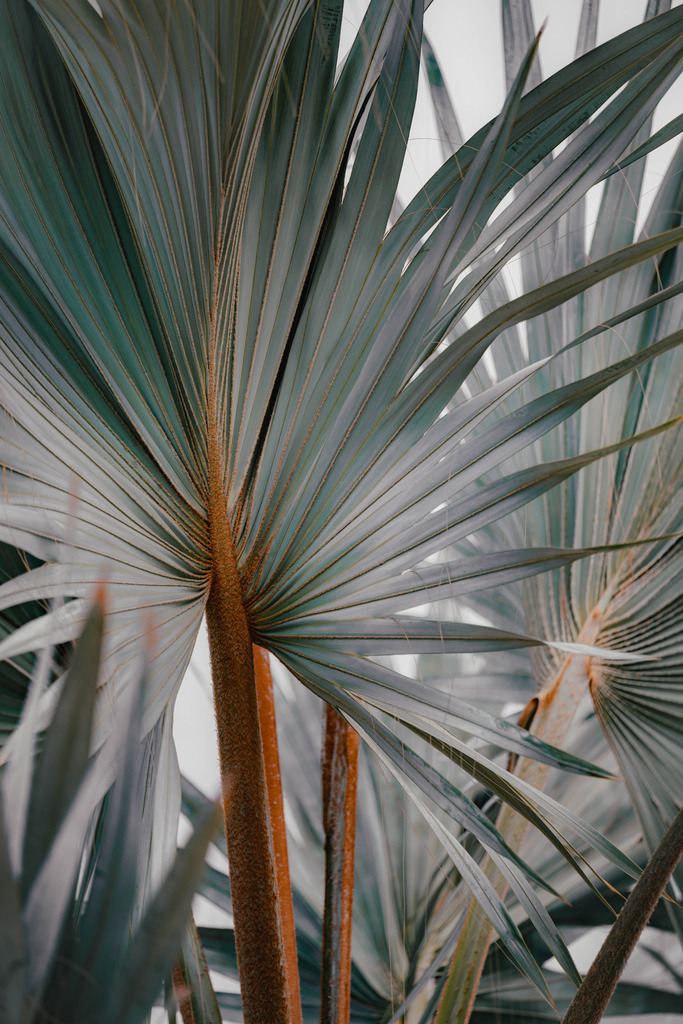 Teneriffa_by Leevke Draack_4 | Du suchst natürliche und atmosphärische Prints oder Leinwanddrucke? In diesem Shop gibt es alles, nur kein Mainstream. - Realisiert mit Pictrs.com