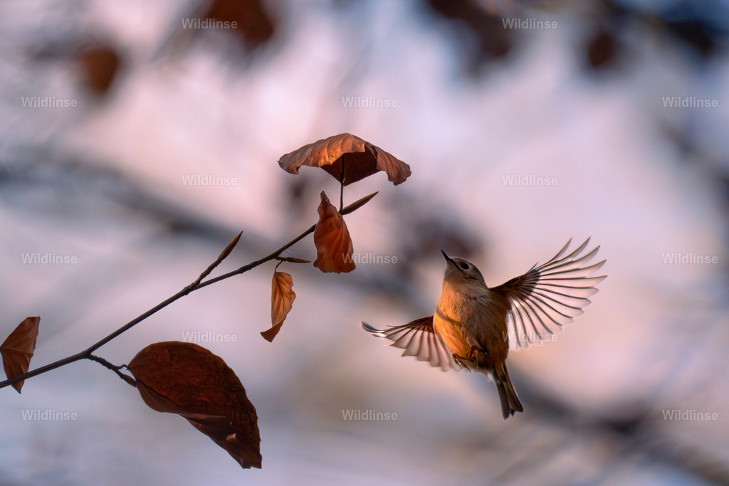 Wildlinse-251121-4-2 | Willkommen bei Wildlinse. Wildtierfotografien aus Schleswig-Holstein: Entdecke einzigartige Fine-Art-Prints und Poster, die Ruhe, Wildnis und die Schönheit unserer heimischen Tierwelt in dein Zuhause bringen. - Realisiert mit Pictrs.com