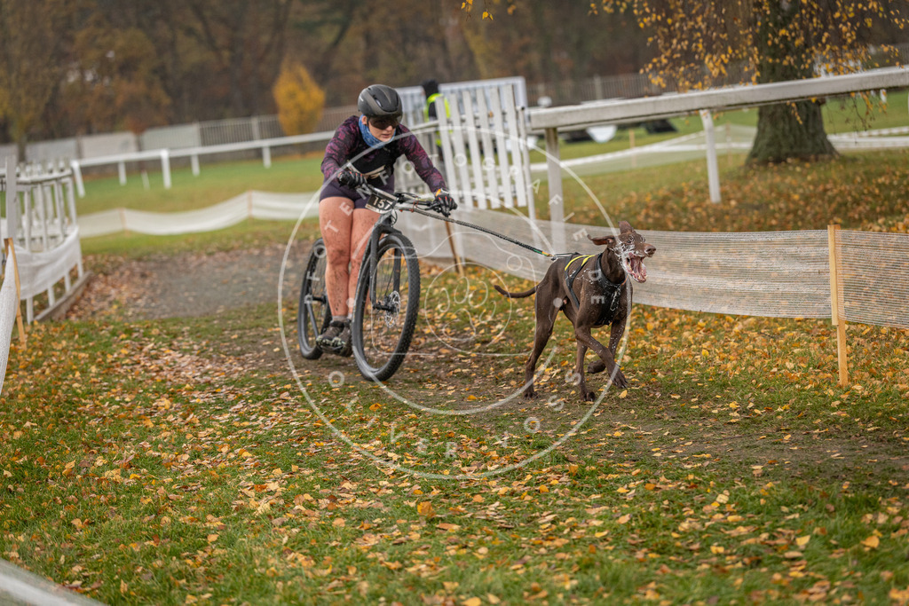 CaniXpix_DV3A8431 | Hundefotografie, Tierfotograf, Pfotenfotografie, Fotoshooting Hund, Hunde Portrait, Hundesport, Hundeportraits, Heideshooting, Hunde, Sportfotograf, Hundefotograf, Turnierhundsport, THS,  - Realisiert mit Pictrs.com