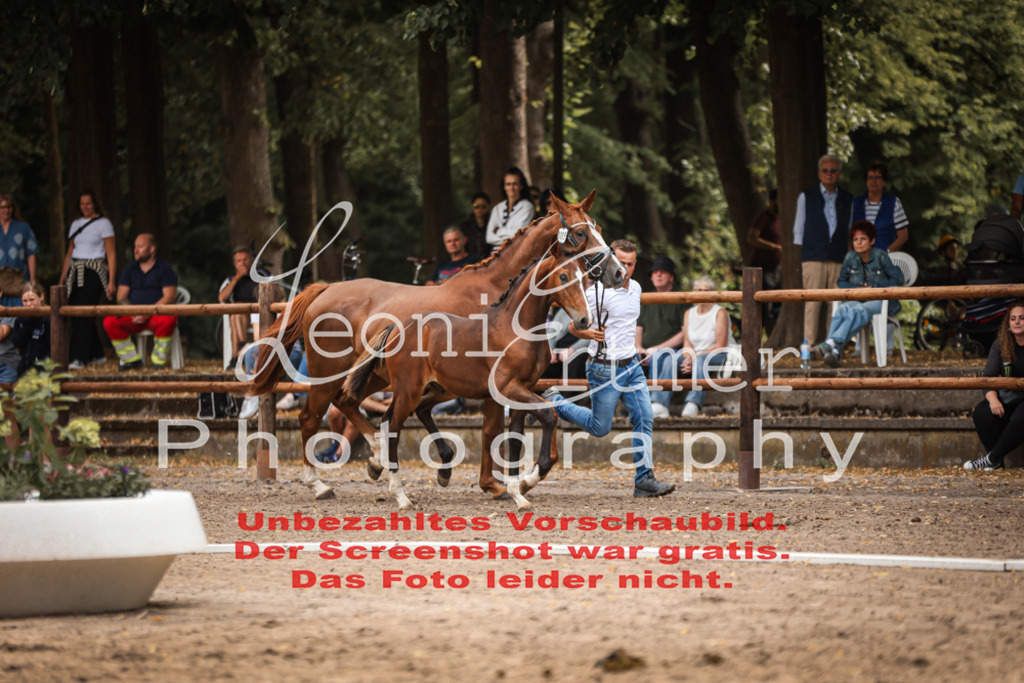 SaFohlen00147 | Leoni Ertmer Photography - Realisiert mit Pictrs.com