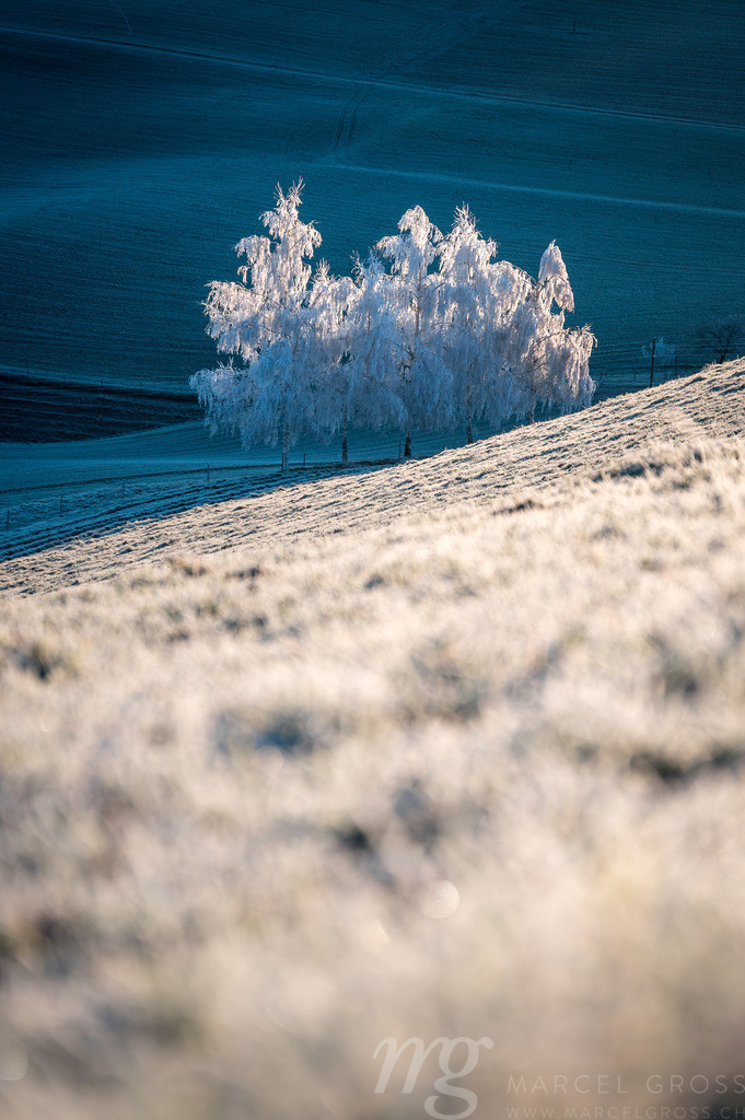 magical winter trees+ covered in white frost in emmental | Die ideale Geschenkidee für Naturliebhaber. Naturbilder von Marcel Gross Photography für ihr Zuhause in den verschiedensten Formaten und Materialien. - Realisiert mit Pictrs.com