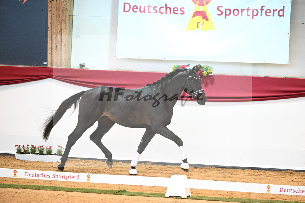 Kat-Nr. 37 Jovian x Lord Sinclair I_Meyer_43231957 | hf-fotografie - Realisiert mit Pictrs.com