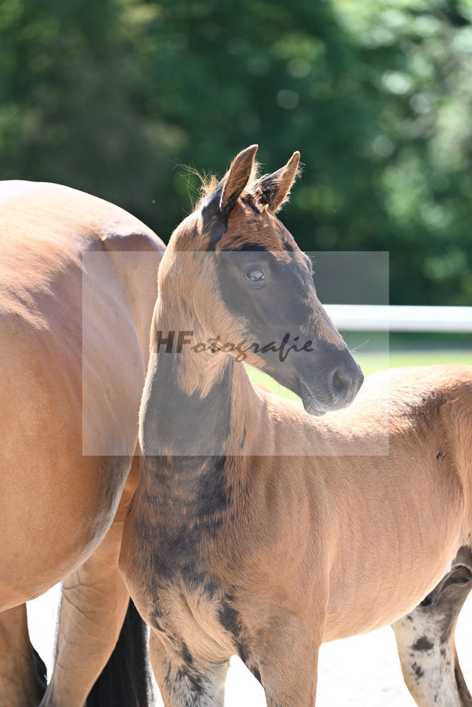 Kat-Nr. 7 HF Nechristo_Zimmermann_16230175 | hf-fotografie - Realisiert mit Pictrs.com