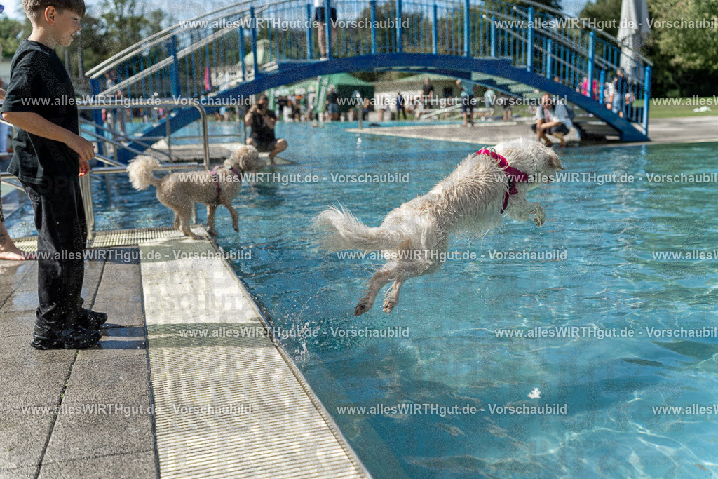 Hundeschwimmen_Volksbad_2026-allesWIRTHgut_Tierfotografie-2609061215-112531-7R509974 | Professionelle Tierfotografie in Mönchengladbach von Daniel Wirth (allesWIRTHgut). Liebevolle & natürliche Bilder von Hunden & Katzen für unvergessliche Erinnerungen.