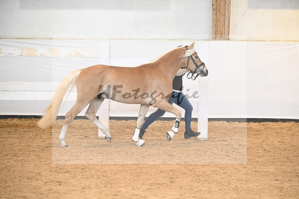 Kat-Nr. 24 v. Waaris-Z_Hock_6240342 | hf-fotografie - Realisiert mit Pictrs.com