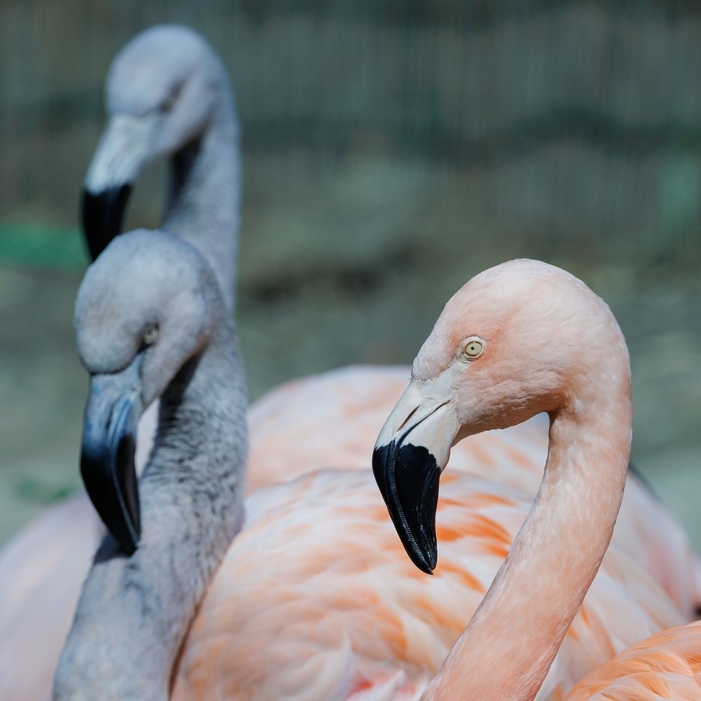 2026414-122027Zoo_Frankfurt100L0719_finish | Fotografie mit Perspektive: Luftfahrt, Menschen & Natur. Hochwertige Fine-Art-Fotografie, visuelles Storytelling und emotionale Bildwelten entdecken & kaufen.Fine Art Fotografie, visuelles Storytelling, Luftfahrtfotografie, emotionale Fotokunst - Realisiert mit Pictrs.com