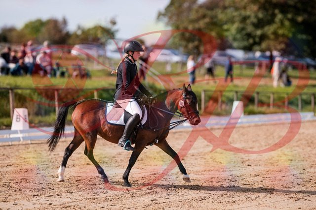 2026_10_03_Siefer-Hof_120702_Z81_08582999 | Professionelle Reitsport-, Turnier- und Eventfotografie von Robert Broda. Galerien mit ausgewählten und bearbeiteten Bildern direkt online ansehen und bestellen.