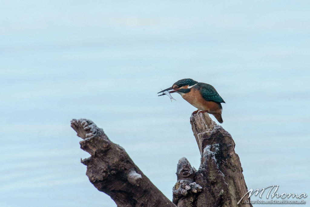 2020-11-21-08h56m18s_MichaelThoma_D850-1301 | Dies ist der Online-Shop von naturfoto.michaelthoma.de. Ich bin leidenschaftlicher Naturfotograf und fotografiere von der Andromedagalaxie bis zum Zwergtaucher, von der Ameise bis zum Orionnebel alles was mit Natur zu tun hat. Hier kann eine Auswahl meine - Realisiert mit Pictrs.com