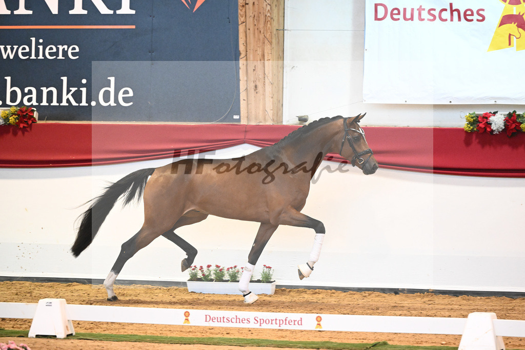 Kat-Nr. 60 Vivino x Soliman de Hus_Berger_43231988 | hf-fotografie - Realisiert mit Pictrs.com