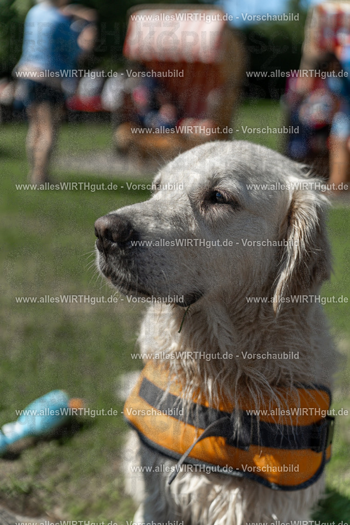 Hundeschwimmen_Volksbad_2026-allesWIRTHgut_Tierfotografie-2609061341-7R500896 | Professionelle Tierfotografie in Mönchengladbach von Daniel Wirth (allesWIRTHgut). Liebevolle & natürliche Bilder von Hunden & Katzen für unvergessliche Erinnerungen.