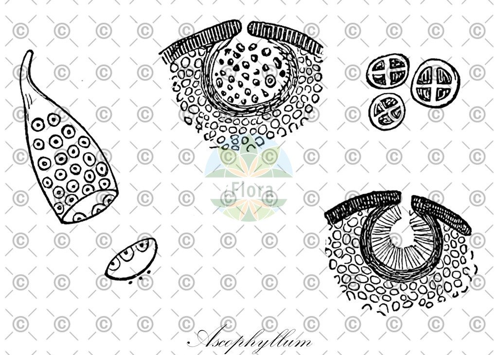 HistAbb_7NPTP_1_ENZY_Simple | Historische Abbildung von Ascophyllum - Fucaceae (0) | Historical Illustration of Ascophyllum - Fucaceae (0)