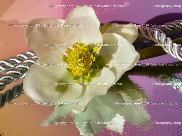titusgraphy_P2244175-vz-ln | titusgraphy-shop: Geschenkideen mit Qualitätsfotos. titusgraphy-shop: gift ideas with quality photos. titusgraphy-shop: idées cadeaux avec photos de qualité.  - Realisiert mit Pictrs.com