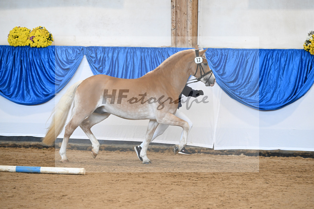 Kat-Nr. 17 Maximus Aurelius v. Manu_ZG Veerkamp-Rabbermann_48250961 | hf-fotografie - Realisiert mit Pictrs.com