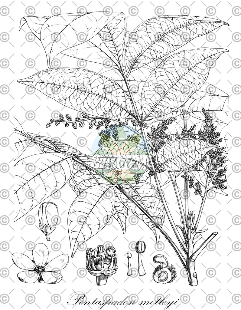 HistAbb_wfo-0001150605_2_ENZY_Simple | Historische Abbildung von Pentaspadon motleyi - Anacardiaceae | Historical Illustration of Pentaspadon motleyi - Anacardiaceae