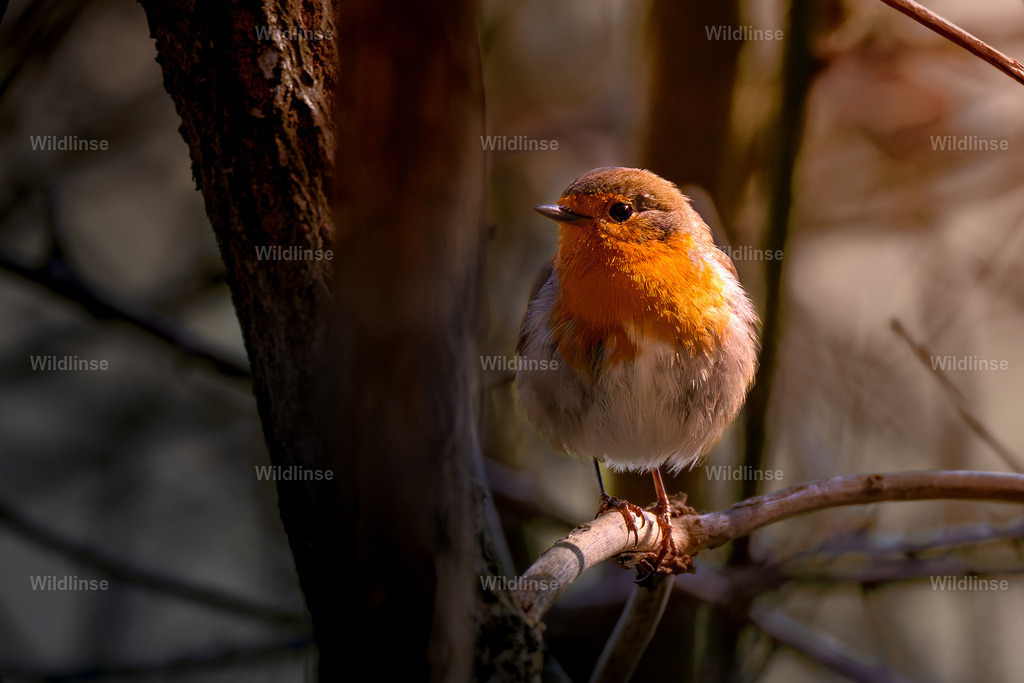 Wildlinse-250406-1 | Willkommen bei Wildlinse. Wildtierfotografien aus Schleswig-Holstein: Entdecke einzigartige Fine-Art-Prints und Poster, die Ruhe, Wildnis und die Schönheit unserer heimischen Tierwelt in dein Zuhause bringen. - Realisiert mit Pictrs.com