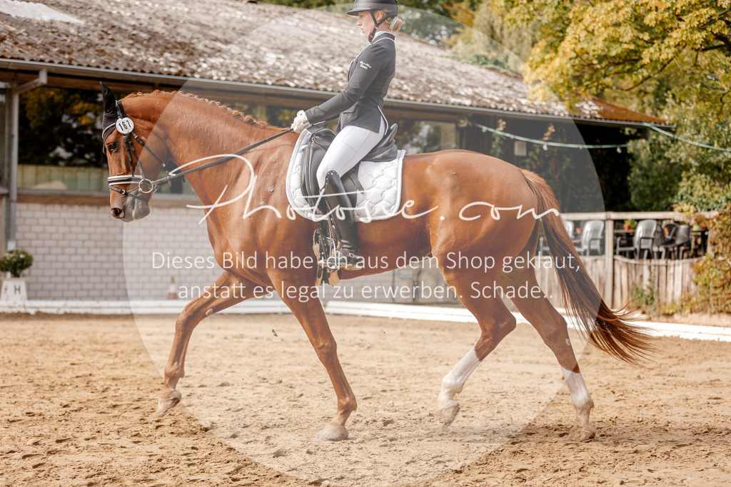 3I6A7230 | Stimmungsvolle Portraits und Reitsportfotografie im Ruhrgebiet und im Münsterland.

Pferdefotografie, Hundefotografie, Tierfotografie, Reportagen, Portraits von Tier und Mensch, Turnierfotografie in Bochum, Recklinghausen, Marl, Haltern am See, Dülmen.. - Realisiert mit Pictrs.com