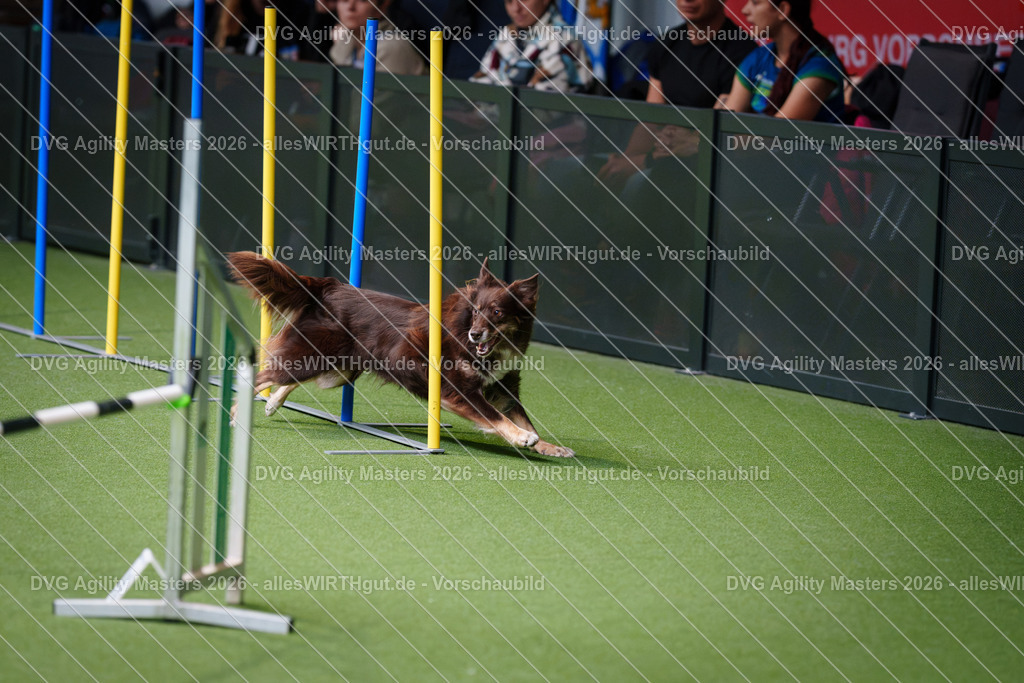 allesWIRTHgut_Tierfotografie-DVG_Agility_Masters_2026-10_21-7R503567 | Professionelle Tierfotografie in Mönchengladbach von Daniel Wirth (allesWIRTHgut). Liebevolle & natürliche Bilder von Hunden & Katzen für unvergessliche Erinnerungen.