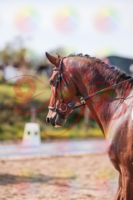 2026_10_03_Siefer-Hof_130830_Z81_60958236 | Professionelle Reitsport-, Turnier- und Eventfotografie von Robert Broda. Galerien mit ausgewählten und bearbeiteten Bildern direkt online ansehen und bestellen.