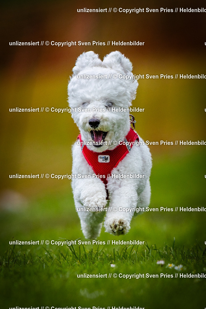 Sven Pries | 2025-04-13 - Hunderennen Baden-Baden - Realisiert mit Pictrs.com