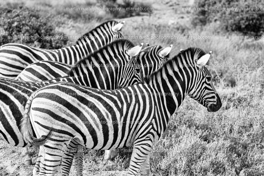 Vigilant stripes in gray | A group of zebras on a vigilant watch - Realisiert mit Pictrs.com