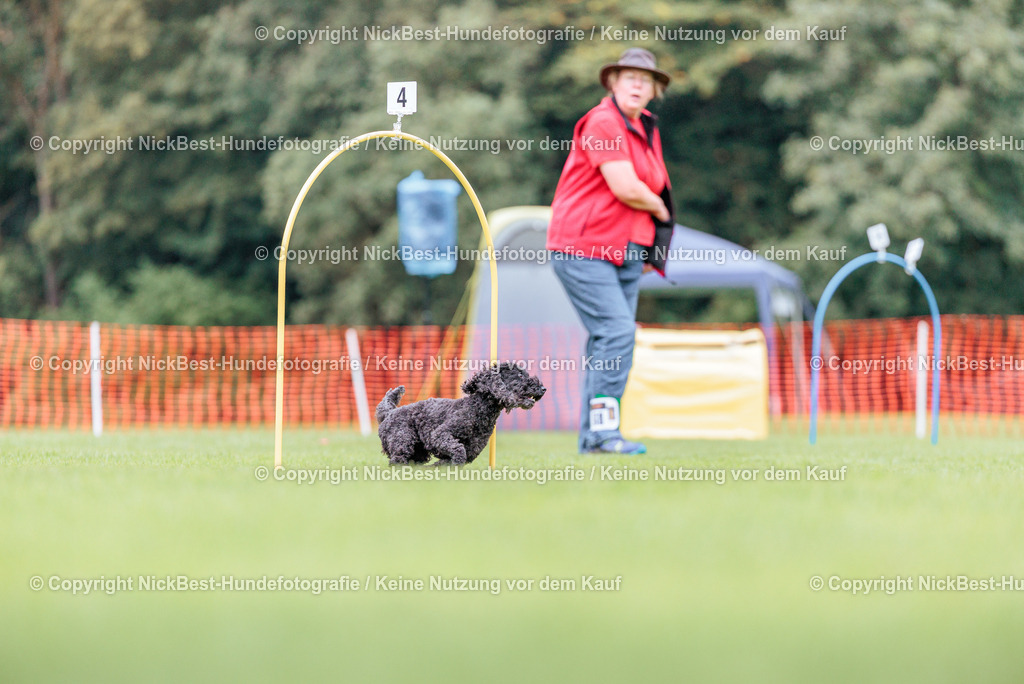 BSP Hoopers-H2-2026-Nickbest-Hundefotografie-TuS Komet Arsten e.V.-4246 | Dein Hund! Dein Moment! Deine Erinnerungen! Hundefotografie in Bremen Blumenthal. Ich fange die besonderen Momente deines Vierbeiners ein – ob Indoor mit Blitzanlage oder in der freien Natur. Sicher dir dein Moment und dein Termin für eure Erinnerungen.