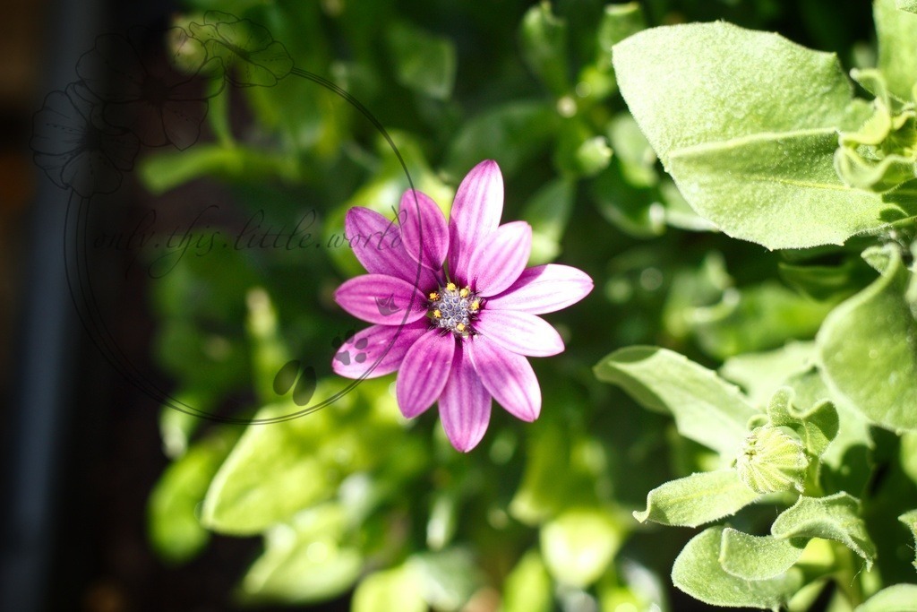 IMG_3283-01 | only.this.little.world - Realisiert mit Pictrs.com