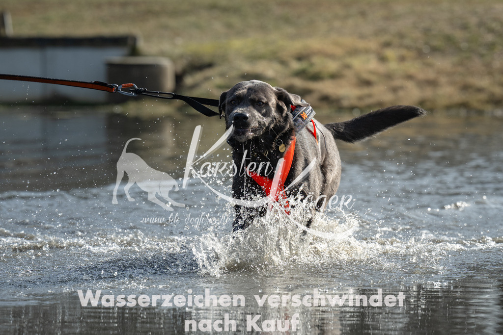 1147_ZZ96484-3 | kk-dogfotos