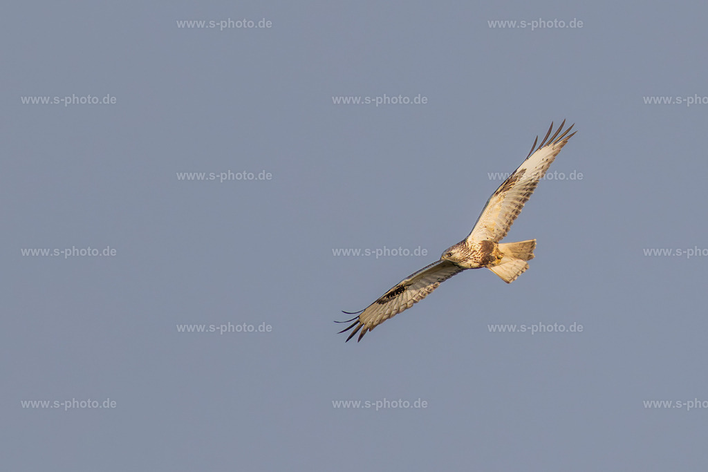 Raufußbussard | Der seltene Raufußbussard ist grundsätzlich nicht "selten", aber selten bei uns. Nämlich immer dann, wenn es in seiner fast arktischen Heimat zu kalt für ihn wird. Sein Federkleid reicht bis zu den Zehen, damit er die kühlen Temperaturen besser aushalten kann. - Realisiert mit Pictrs.com