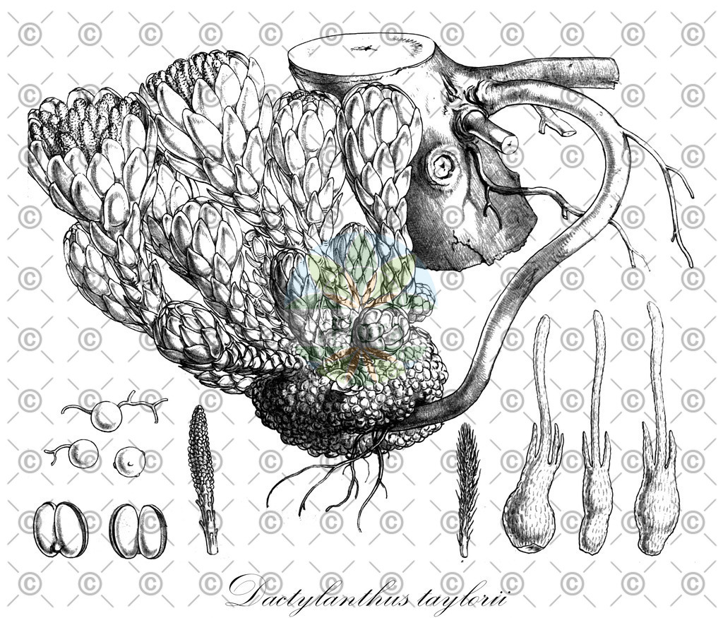 HistAbb_EMP_137752_SRC_Schlechtendal_FLORAD_SIMPLE | Historische Abbildung von Dactylanthus taylorii - Balanophoraceae | Historical Illustration of Dactylanthus taylorii - Balanophoraceae