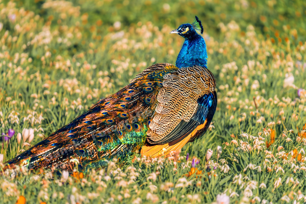 037 Vögel - 01-03-2024 -R Ganske | Onlineshop mit Bildern von Stränden, Häfen und Meer. Leinwände, Poster, Kalender und andere Materialien erhältlich. Kommerzielle Lizenzen möglich.  - Realisiert mit Pictrs.com