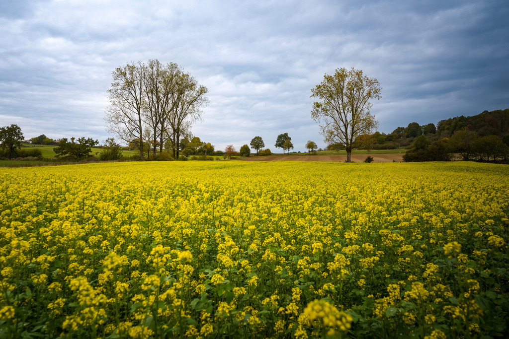 Letzter Gruß vom Sommer - Wenings | Als hätte der Sommer noch einen letzten Gruß hinterlassen, leuchtet bei Wenings ein ganzes Feld in kräftigem Gelb. Während die Bäume ringsum bereits ihr Laub verlieren und sich der Himmel in herbstliches Grau hüllt, entfaltet sich am Boden ein prächtiges Blütenmeer. Was auf den ersten Blick nicht recht zusammenpassen will, ist in der Natur durchaus vorgesehen. Denn auch der Herbst hat seine Blütenpracht zu bieten. Und so zeigt sich die Landschaft noch einmal von ihrer sonnigen Seite, obwohl sich die Sonne hinter dichten Wolken versteckt. Vielleicht steckt darin eine kleine Lebensweisheit: Manchmal hält das Jahr noch eine Blüte bereit, wenn man längst nicht mehr damit rechnet. - Realisiert mit Pictrs.com