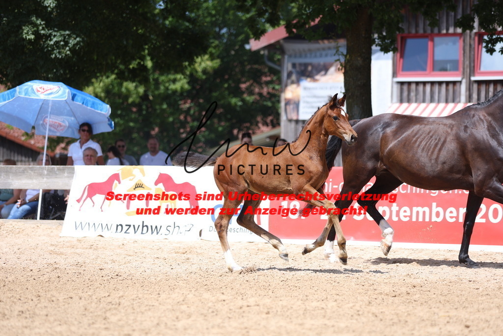 Fohlenschau_Schwäbisch_Hall_springbetonte_Fohlen_KN 25_3 | lmwpictures - Realisiert mit Pictrs.com