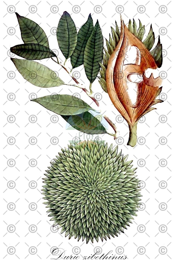 HistAbb_7PCJH_1_ENZY_Simple | Historische Abbildung von Durio zibethinus - Malvaceae | Historical Illustration of Durio zibethinus - Malvaceae
