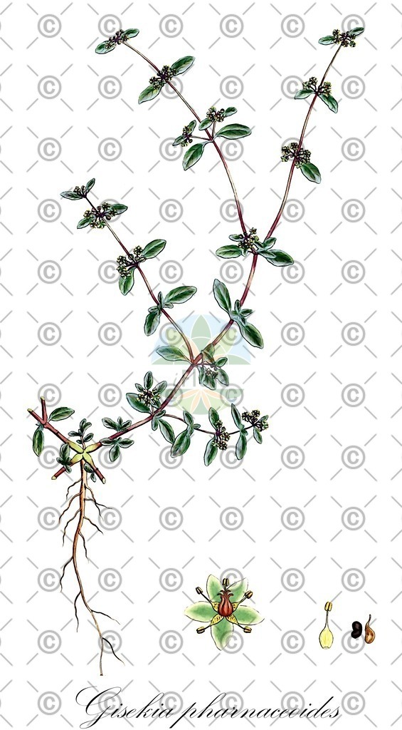 HistAbb_wfo-0001341677_1_ENZY_Simple | Historische Abbildung von Gisekia pharnaceoides - Gisekiaceae | Historical Illustration of Gisekia pharnaceoides - Gisekiaceae