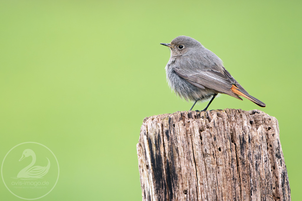 Hausrotschwanz Weibchen | Hausrotschwanz Hennef Kulturlanschaftsweg - Realisiert mit Pictrs.com