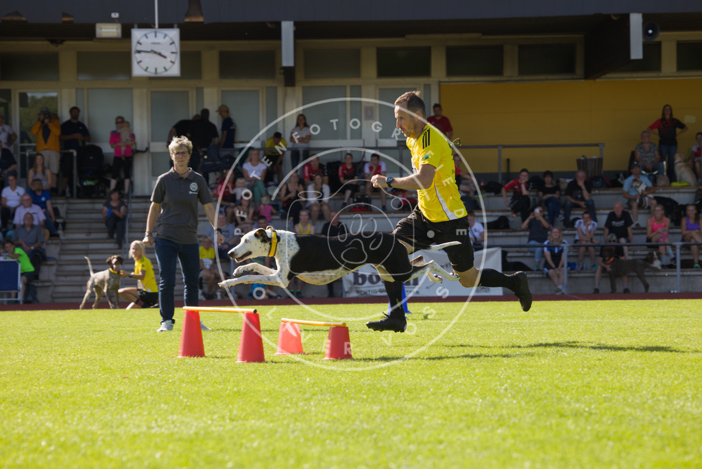 0L8A8238 | Hundefotografie, Tierfotograf, Pfotenfotografie, Fotoshooting Hund, Hunde Portrait, Hundesport, Hundeportraits, Heideshooting, Hunde, Sportfotograf, Hundefotograf, Turnierhundsport, THS,  - Realisiert mit Pictrs.com