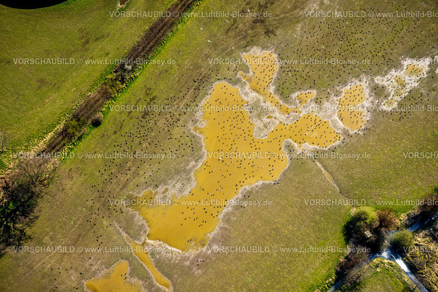 Wesel240311777 | Luftbild, Gänse beim Baden in einer Wasserpfütze auf einer Wiese neben dem Hansenhof, Bislich, Wesel, Nordrhein-Westfalen, Deutschland