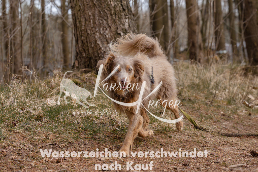 1643_ZZ94834 | kk-dogfotos