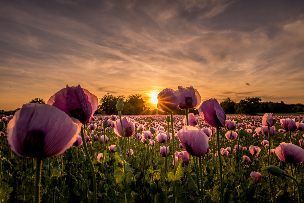 blaumohn_1805-53 | <div id="allefotografen-seal-verified-green"></div><script src="https://www.allefotografen.de/956728/seal-verified-green/seal.js" async="async"></script> - Realisiert mit Pictrs.com