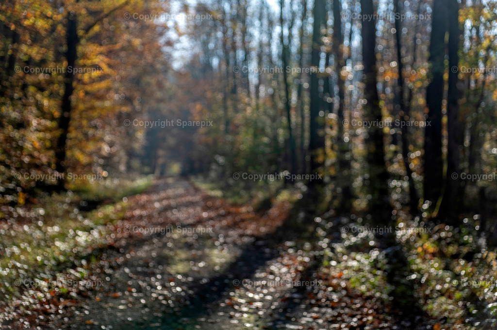 CRO_Autumn_Forest14_Bokeh | sparepix - Realisiert mit Pictrs.com