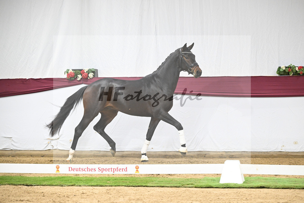 Kat-Nr. 128 Vitalis x De Kooning_Stall Buchenhof_47254273 | hf-fotografie - Realisiert mit Pictrs.com