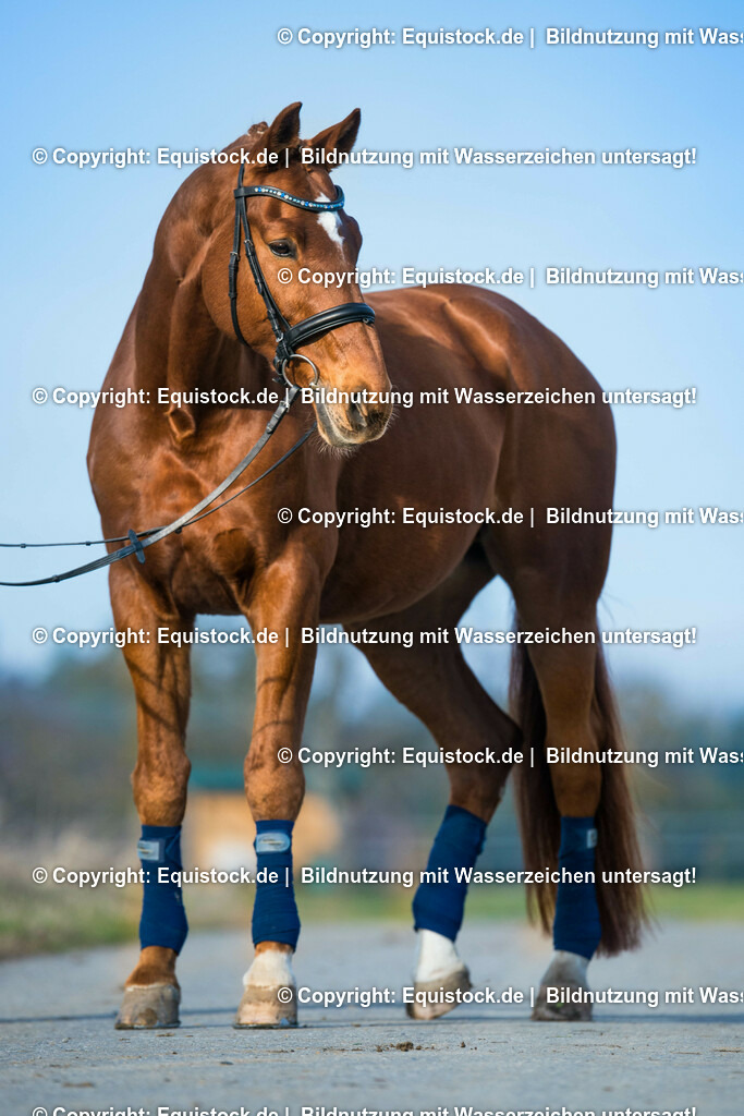 20151205_TOMsPiC_TOMsPiC_0001 | equistock