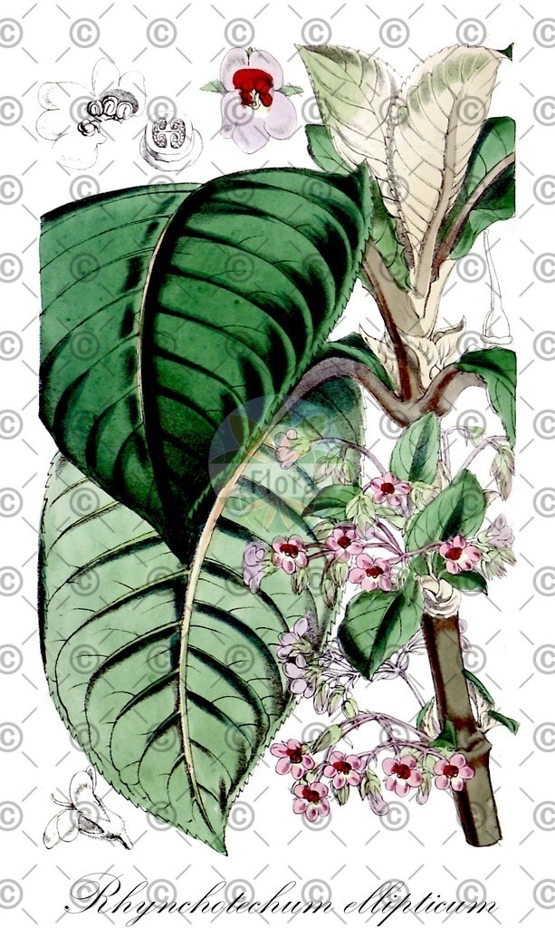 HistAbb_wfo-0000895867_1_ENZY_Simple | Historische Abbildung von Rhynchotechum ellipticum - Gesneriaceae | Historical Illustration of Rhynchotechum ellipticum - Gesneriaceae