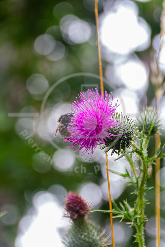 IMG_4542 | pierre-irmisch-photography.de