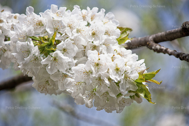 Kirschblüte Nahaufnahme | Ankündigung und Vorahnung, dass es bald leckere Kirchen gibt - Realisiert mit Pictrs.com